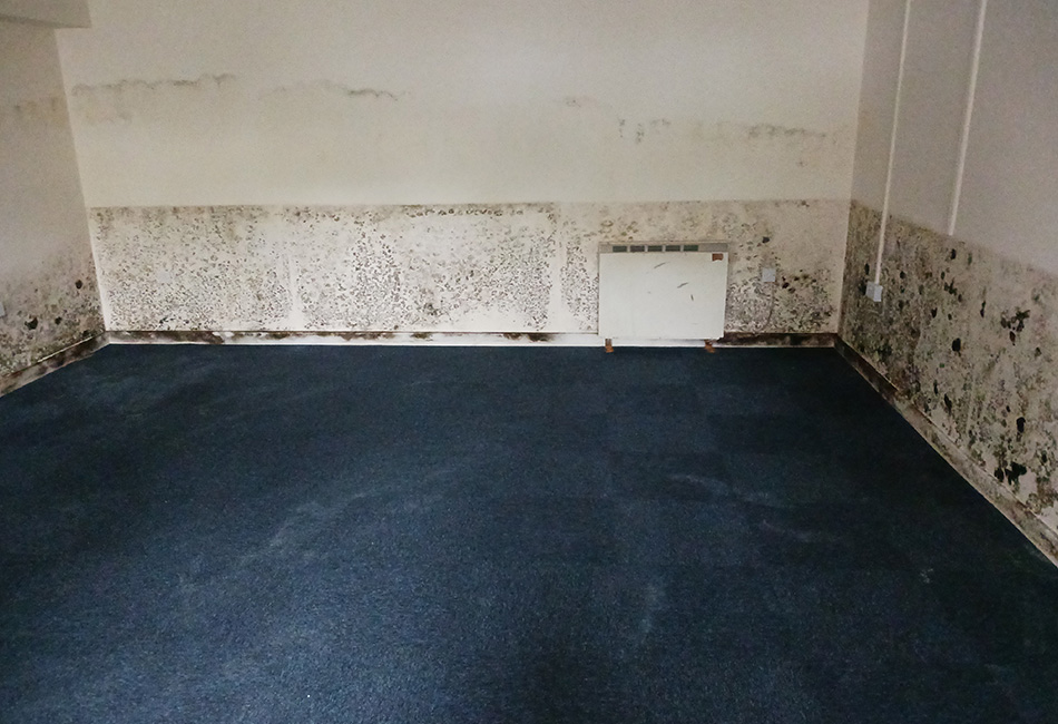 Professional Mould Remediation