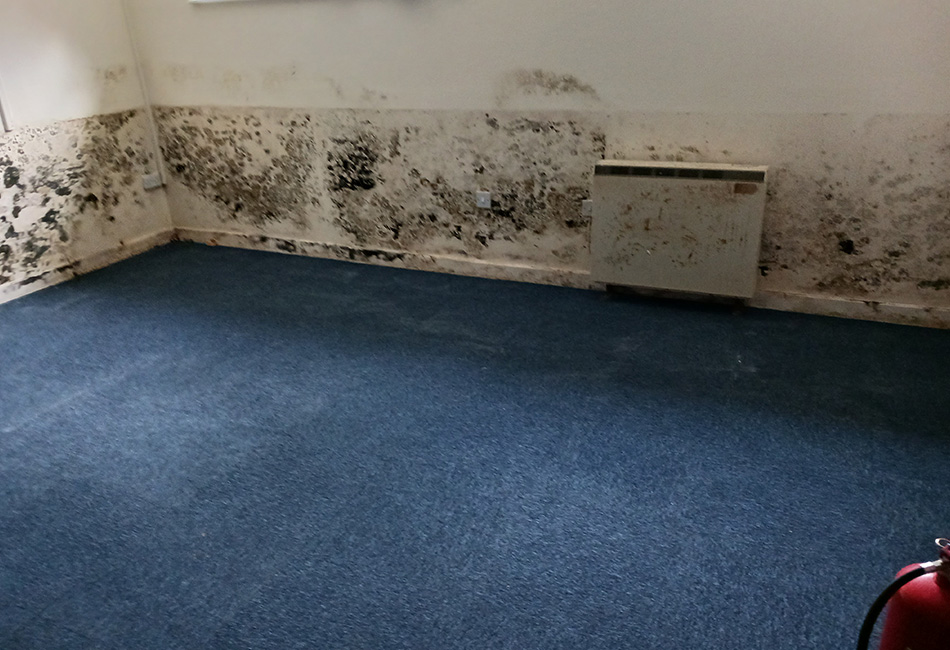 Professional Mould Remediation